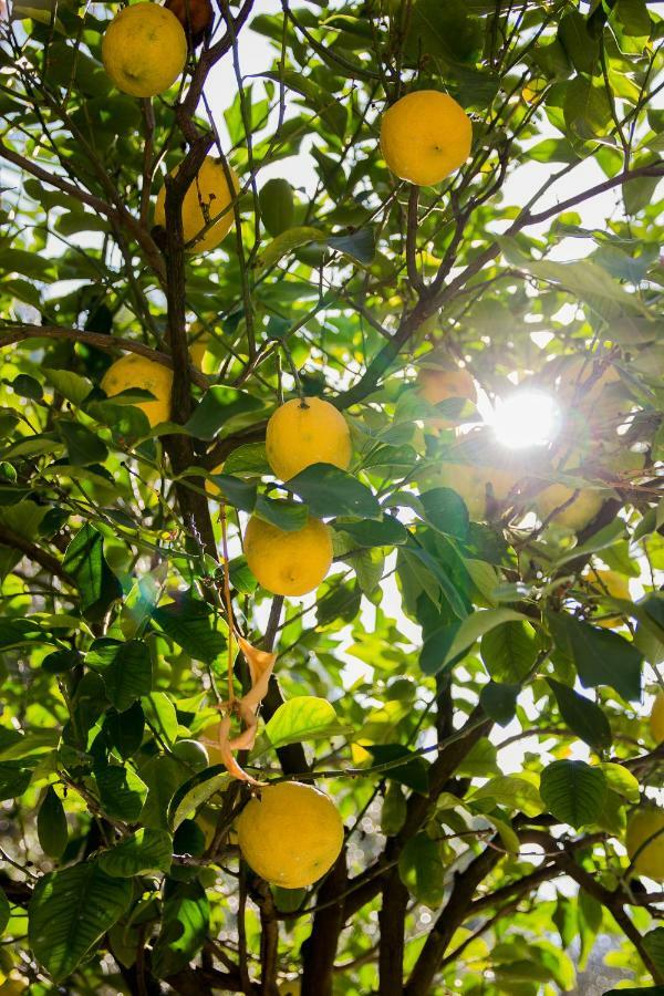 Agriturismo La Limonaia Mondavio Zewnętrze zdjęcie