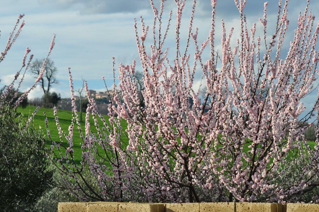 Agriturismo La Limonaia Mondavio Zewnętrze zdjęcie